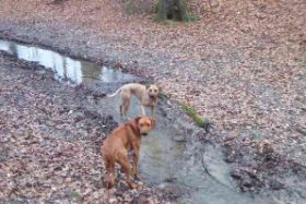 Hunde im Bach02.jpg