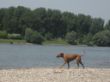 Rhein und Jata 459.jpg