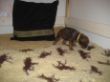 Black Roots 1567.jpg