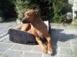 Rooties 1196.jpg