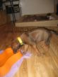 Rooties 1419.jpg