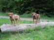 My Ruthy 078.jpg