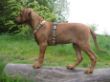 My Ruthy 127.jpg